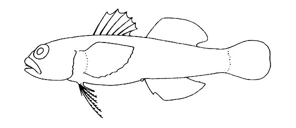 Representative of the family Gobiidae (Gosline & Brock, 1960, fig. 85)